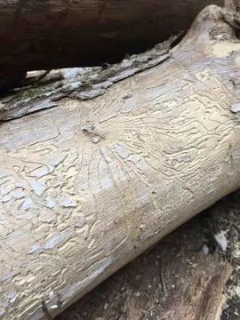 An old trunk in the woods Stock Photos