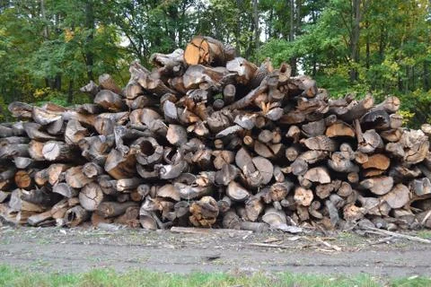 Old trunks in the forest Stock Photos