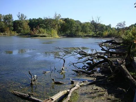 Old trunks in the pond Stock Photos