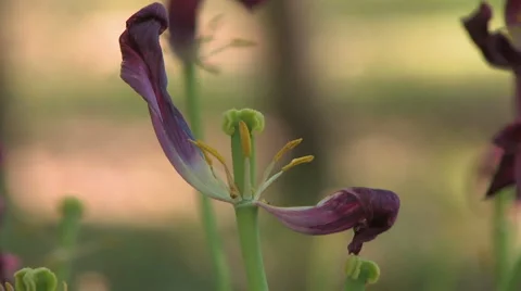 Old tulip 스톡 동영상 4280438