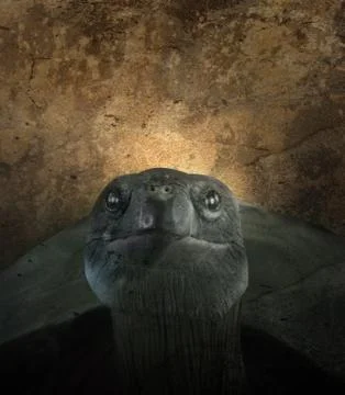 Old turtle face with texture Stock Photos