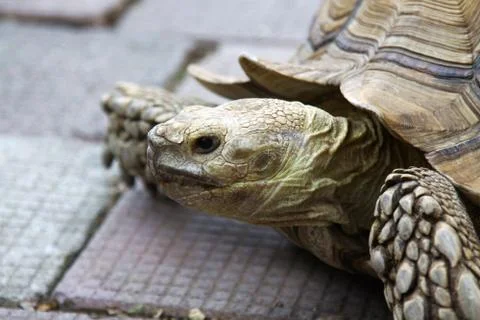 Old turtle on ground, close-up shot. Foto stock