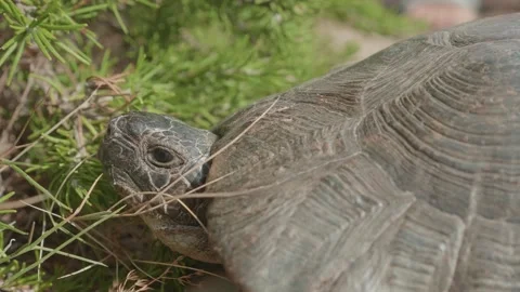 Old turtle moving slowly and showing head. Turtle, tortoise profile shell. 4K Stock Footage 139354020
