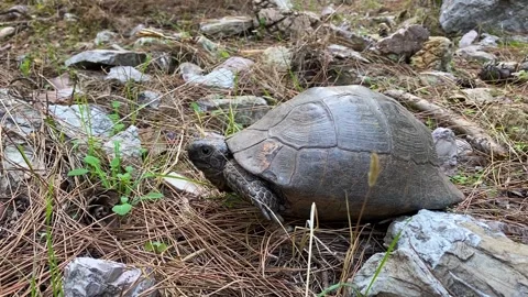 Old turtle moving slowly, showing head and pulls out his paws in wild forest Video stock 144865782