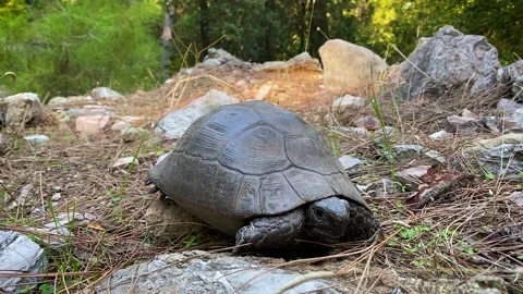 Old turtle moving slowly, showing head and pulls out his paws in wild forest 스톡 동영상 144865826