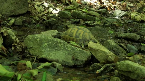 Old turtle slowly moving in the forest near to the river Stock Footage 46795926