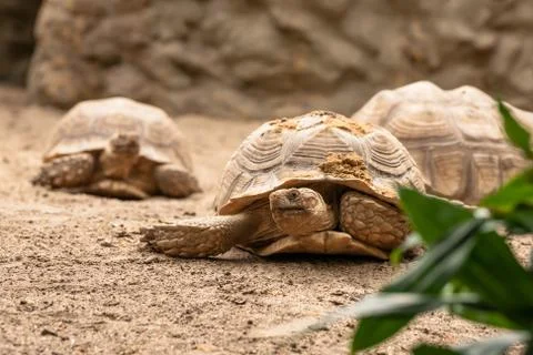 Old turtles crawling in the sand Stock Photos