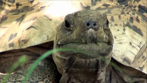 Old Turtles Face (Extreme Up-Close) Vídeo Stock 76002977