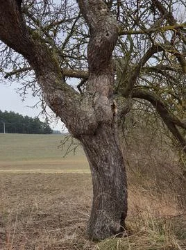 An old twisted apple tree growing solitary in the fields. Stock Photos