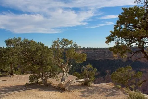 Old, twisted Juniper trees on the edge of the Grand Canyon, Arizona. Foto stock