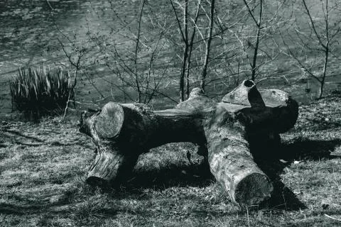 Old twisted log made for sitting on the lake Stock Photos