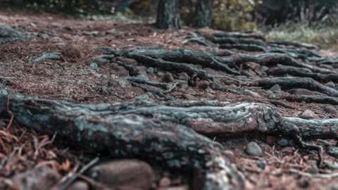 Old twisted pine tree roots lay exposed on the rocky terrain. Timelapse Stock Footage 268026083