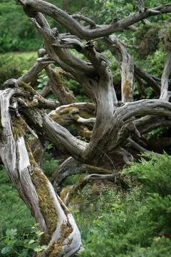 Old twisted tree branches with green moss grow in a wild coniferous forest Stock Photos