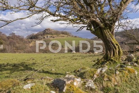 Old twisted tree at Capel Curig, Snowdonia, North Wales Stock Photos
