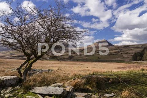 Old twisted tree at Capel Curig, Snowdonia, North Wales Stock Photos