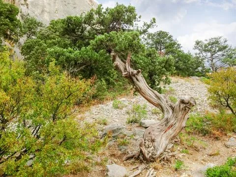 Old twisted tree of common juniper on a rocky slope Stock Photos