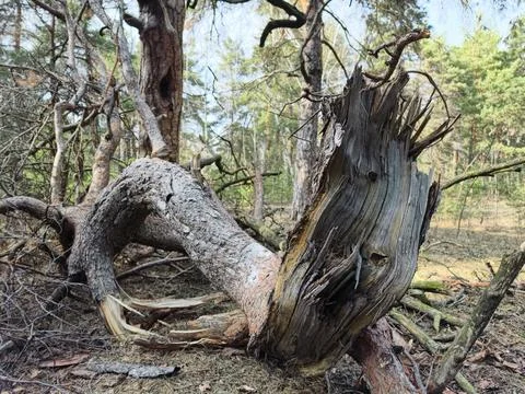 Old twisted tree root on the forest floor resembling a serpent or dragon in.. Stock Photos