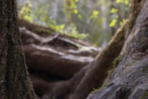 Old twisted tree roots in a forest on a sunny day Stock Photos