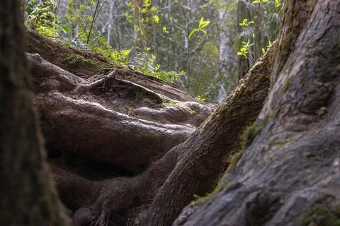 Old twisted tree roots in a forest on a sunny day Stock Photos