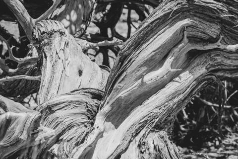 Old twisted tree stem in black and white at the Yardie Creek at Cape Range Na Stock Photos