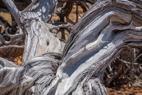 Old twisted tree stem at the Yardie Creek at Cape Range National Park Austral Stock Photos