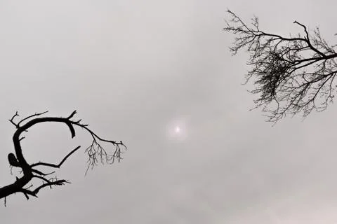 Old two branches and the sun Foto stock