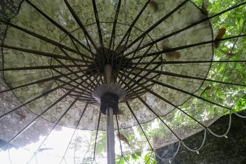 An old umbrella under the trees Fotos de archivo