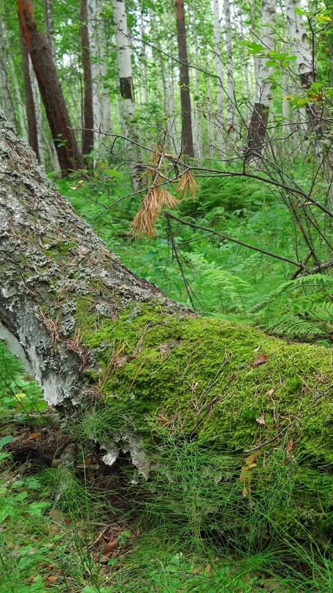 An old, unusually growing tree in the forest is covered with moss. Wildlife. Stock Footage 280382259