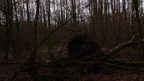 Old uprooted tree lies in the forest after the storm Stock Footage 123979217