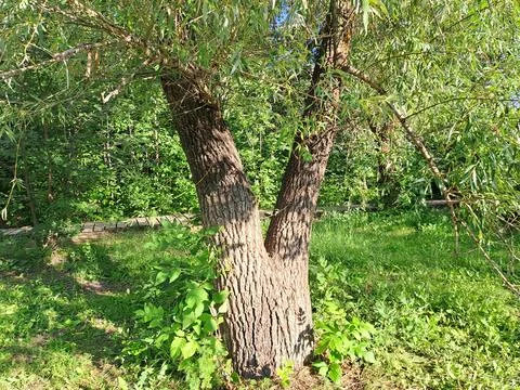 Old V-shaped split tree trunk in a green summer orchard. Stock Photos