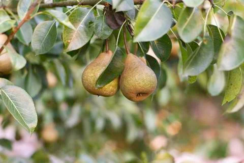 Old variety of Pears on the tree. Selective focus Stock Photos