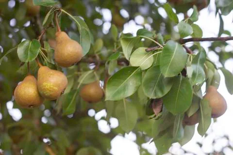Old variety of Pears on the tree. Selective focus 스톡 사진