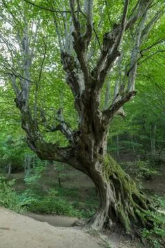 Old venerable tree Foto stock