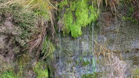 Old Victorian stone wall covered in moss and foliage, with ferns and grasse.. 库存影片 261050693