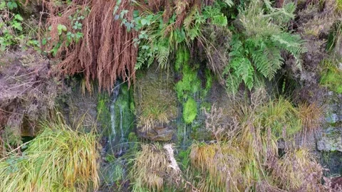 Old Victorian stone wall covered in moss and foliage, with ferns and grasse.. Vidéo 261050733