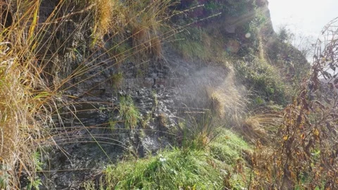 Old Victorian stone wall covered in moss and foliage, with ferns and grasse.. Vidéo 261051439