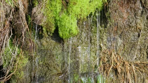 Old Victorian stone wall covered in moss and foliage, with ferns and grasse.. Stockbeeldmateriaal 261054873