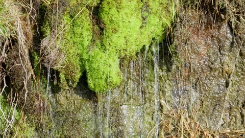 Old Victorian stone wall covered in moss and foliage, with ferns and grasse.. Vidéo 261054886