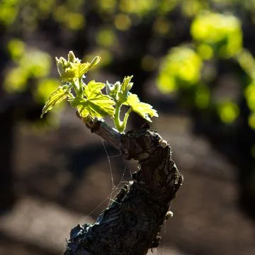 Old Vine Bud Break Stock Photos