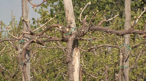 Old vine trunk with new stems Vídeo Stock 39660866