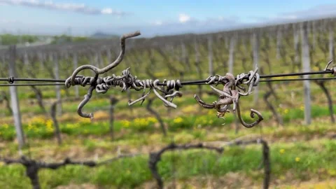 Old vine wraps around a wire in the background of a vineyard Stock Footage 239073902