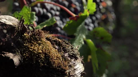 Old vines and red grapes ready to be harvested Video stock 55572936