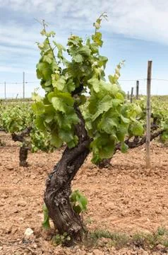 Old vines Stock Photos