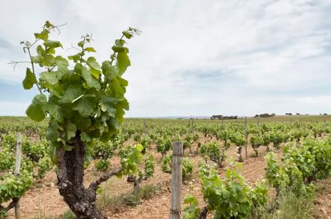 Old vines Stock Photos