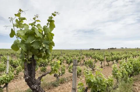 Old vines Stock Photos