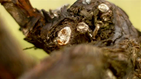Old vineyard, close up. Stock Footage 63167475