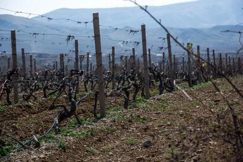 Old vineyard Stock Photos