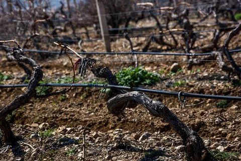 Old vineyard Foto stock