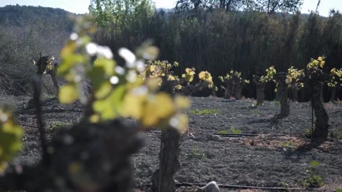 The old vineyard in the rising sun. Video stock 273258795