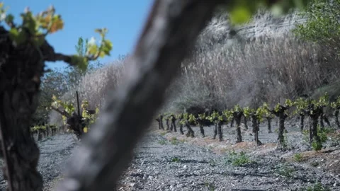 The old vineyard in the rising sun. Video stock 273258808